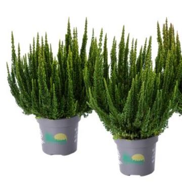 Calluna vulgaris SKYLINE STOCKHOLM