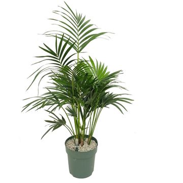 Howea forsteriana