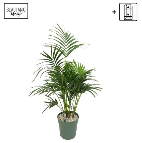 Howea forsteriana