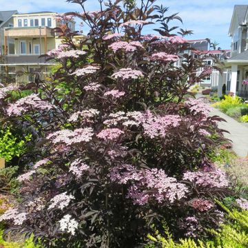 Sambucus nigra BLACK LACE