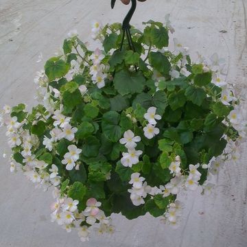 Begonia Lorraine