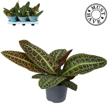 Labisia obtusifolia 'Kura Kura'