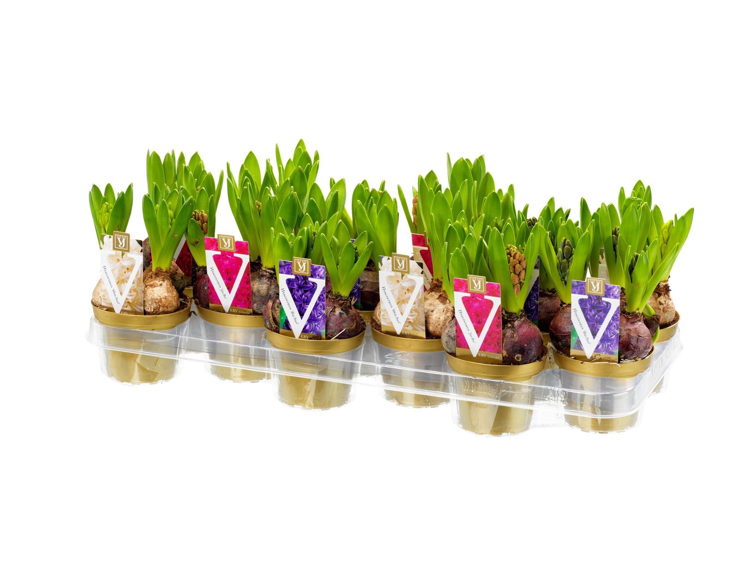 hyacinthus-orientalis-mix-plant-wholesale-floraccess