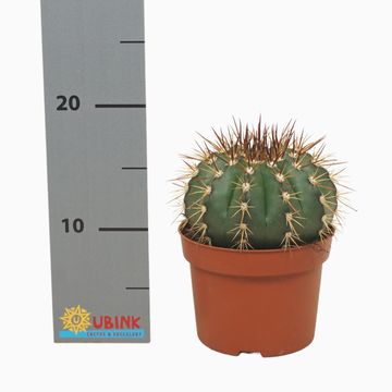 Melocactus conoideus