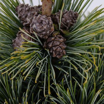 Pinus pumila 'Glauca'