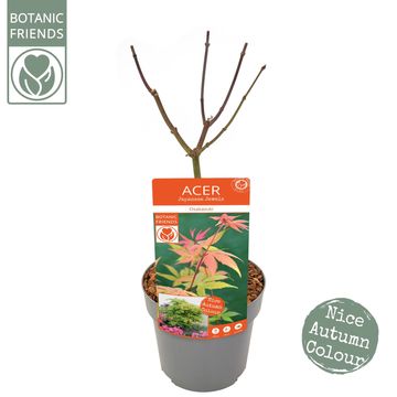 Acer palmatum 'Ôsakazuki'