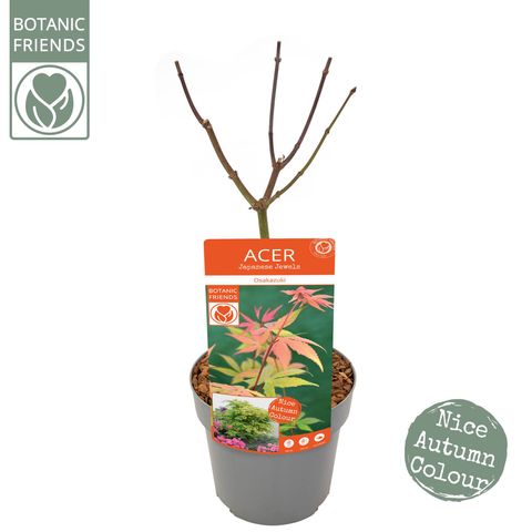 Acer palmatum 'Ôsakazuki'