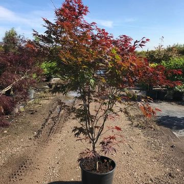 Acer palmatum 'Trompenburg'