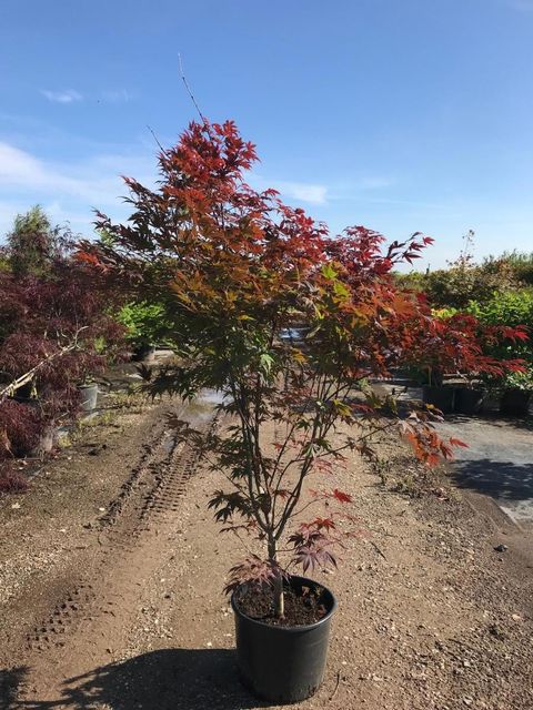 Acer palmatum 'Trompenburg'