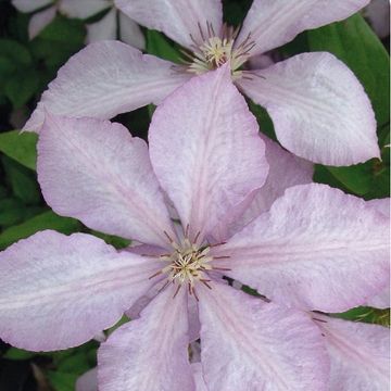 Clematis 'Маргарет Хант' (LL)