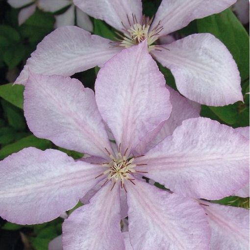 Clematis 'Margaret Hunt' (LL)