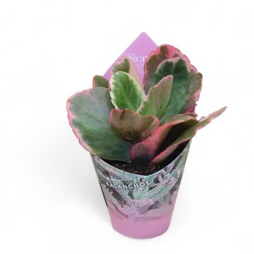 Kalanchoe 'Variegata Multicolor'