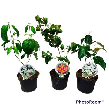 Cornus kousa MIX