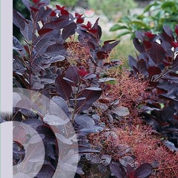 Cotinus coggygria 'Royal Purple'