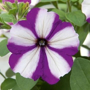 Petunia SANGUNA BLUE PICOTEE