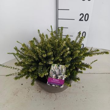 Erica x darleyensis 'White Perfection'