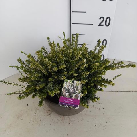 Erica x darleyensis 'White Perfection'