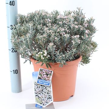 Andromeda polifolia 'Blue Lagoon'