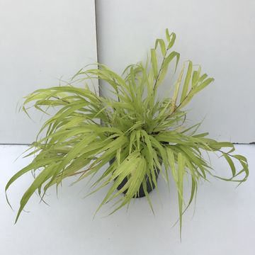 Hakonechloa macra 'All Gold'