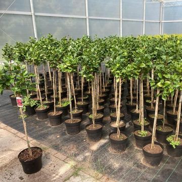 Camellia japonica 'Dr King'