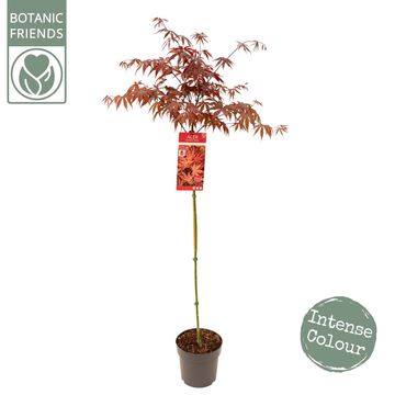 Acer palmatum 'Livy'