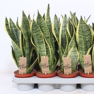 Sansevieria trifasciata 'Futura Superba'