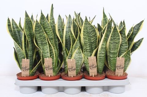 Sansevieria trifasciata 'Futura Superba'