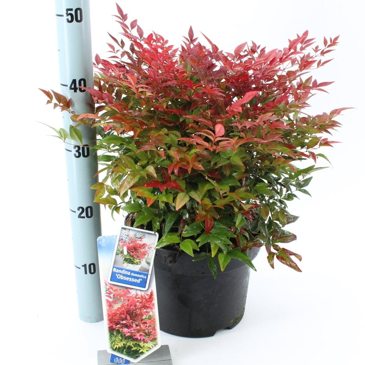 Nandina domestica OBSESSED / OBSESSION (P23 cm H40 - 50 cm) – Plant ...