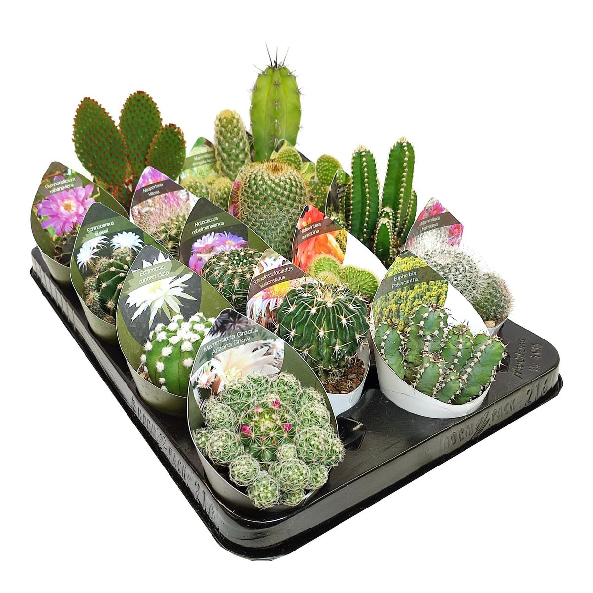 Cactus MIX — Plant Wholesale FlorAccess