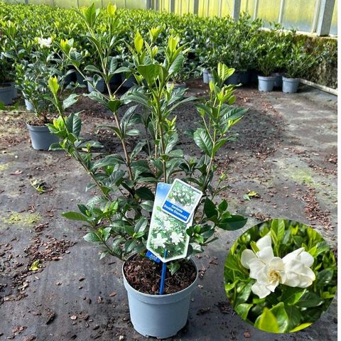 Gardenia jasminoides DOUBLE DIAMONDS