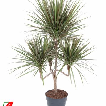 Dracaena marginata 'Bicolor'