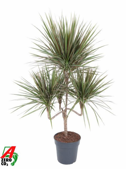 Dracaena marginata 'Bicolor'