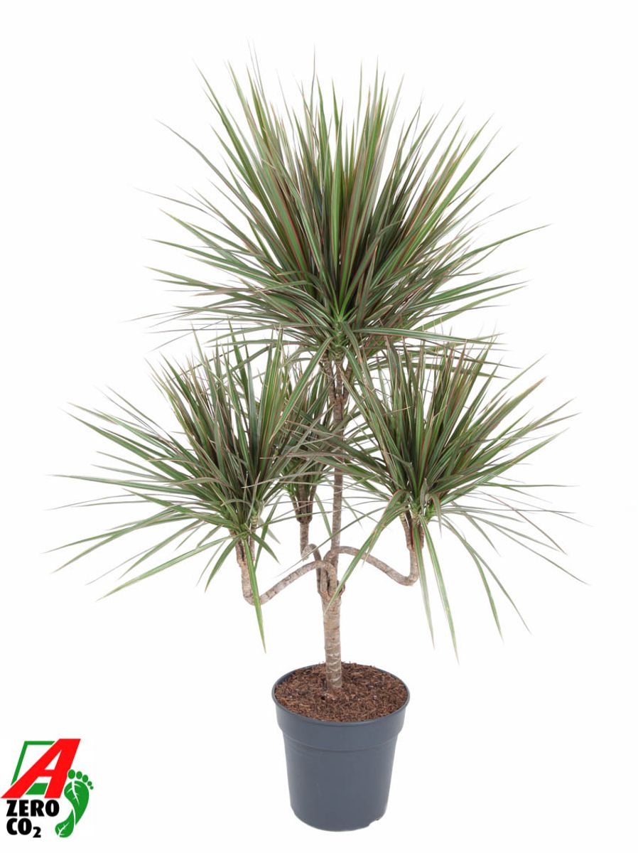 tpfe fr elefantenfu Beaucarnea recurvata Ponytail Palm