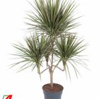 Dracaena marginata 'Bicolor'