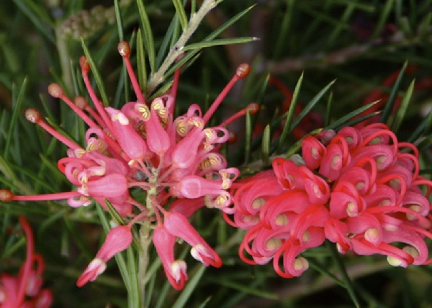 Grevillea Juniperina — Plant Wholesale Floraccess