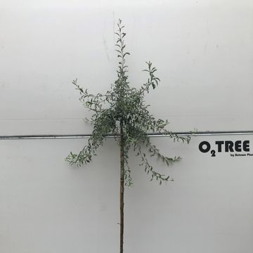 Pyrus salicifolia 'Pendula'