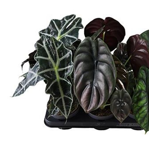 Alocasia MIX