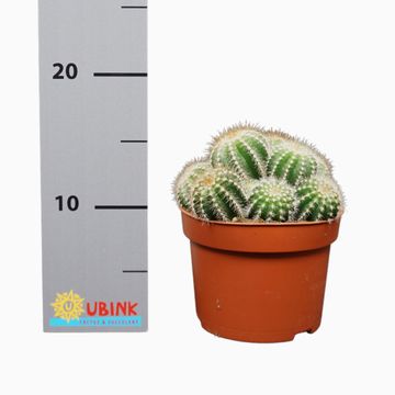 Notocactus magnificus