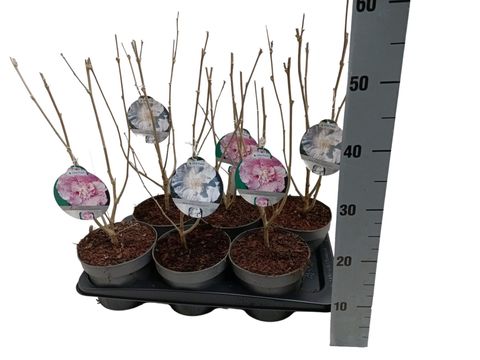 Hibiscus syriacus CHIFFON MIX