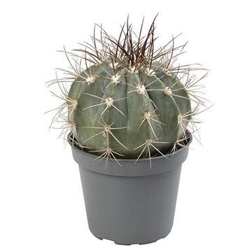 Melocactus azureus