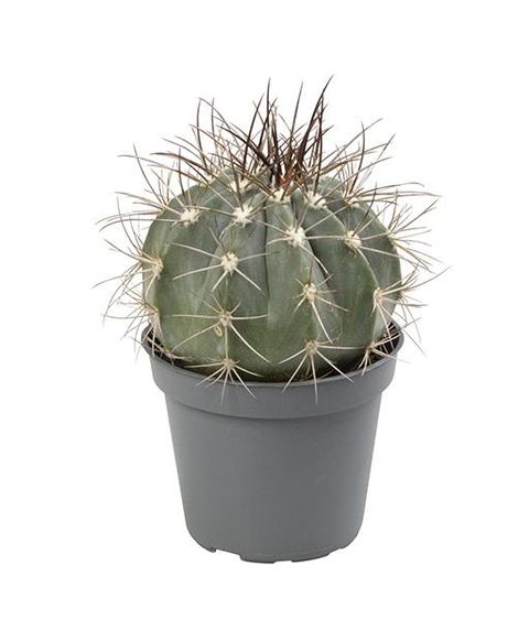 Melocactus azureus