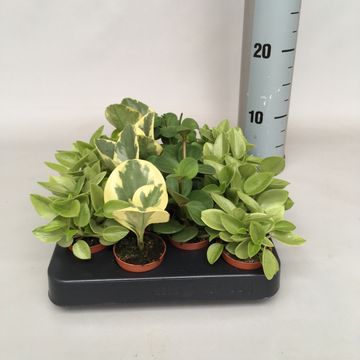 Peperomia MIX