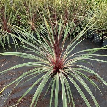 Cordyline australis 'Can Can'