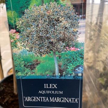 Ilex aquifolium 'Aurea Marginata'