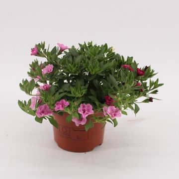 Calibrachoa CALLIE MIX IN POT