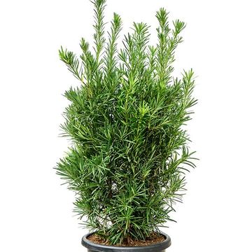 Podocarpus macrophyllus