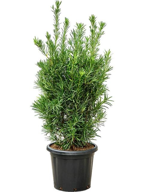 Podocarpus macrophyllus