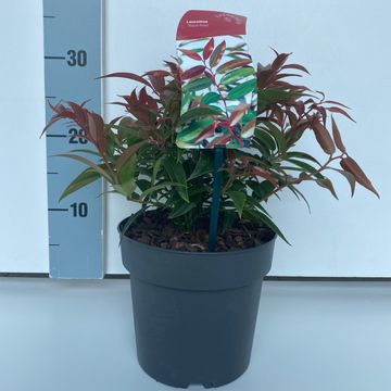 Leucothoe keiskei 'Роял Руби'