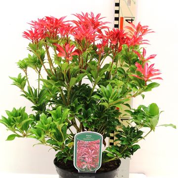 Pieris japonica 'Mountain Fire'