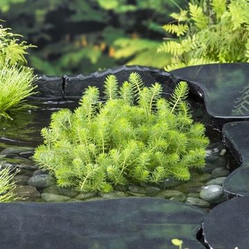 Myriophyllum crispatum